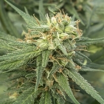 Pure Jack (710 Genetics Seeds) Cannabis Seeds