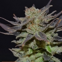 Purps (710 Genetics) Cannabis Seeds