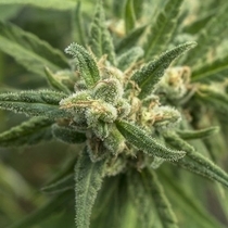 Shellshock (710 Genetics Seeds) Cannabis Seeds