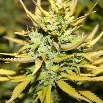 Smog (710 Genetics Seeds) Cannabis Seeds