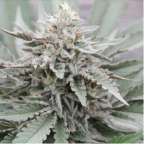 Super Stinky (710 Genetics Seeds) Cannabis Seeds