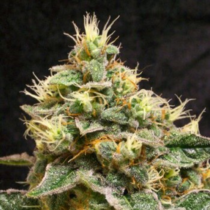 Sweet Stilton (710 Genetics Seeds) Cannabis Seeds