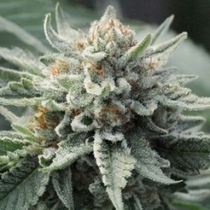 Tropical Berry (710 Genetics Seeds) Cannabis Seeds
