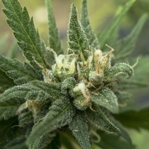 White Candy (710 Genetics Seeds) Cannabis Seeds