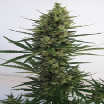 Auto Malawi x Northern Lights Feminised (Ace Seeds) Cannabis Seeds