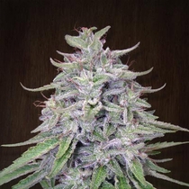 Bangi Haze Regular (Ace Seeds) Cannabis Seeds