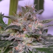 Bubba Hash Feminised (Ace Seeds) Cannabis Seeds