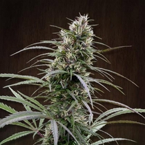 Congo Regular (Ace Seeds) Cannabis Seeds