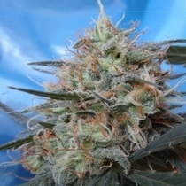 Congo x Kali China Feminised (Ace Seeds) Cannabis Seeds