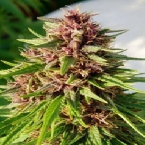 Erdpurt Feminised (Ace Seeds) Cannabis Seeds