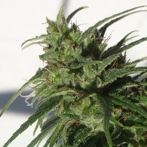 Ethiopian Regular (Ace Seeds) Cannabis Seeds