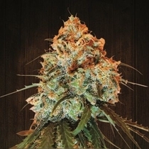 Golden Tiger Feminised (Ace Seeds) Cannabis Seeds