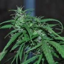 Green Haze Regular (Ace Seeds) Cannabis Seeds
