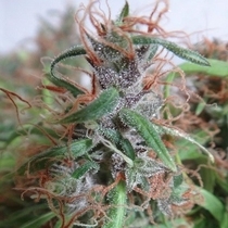 Honduras Regular (Ace Seeds) Cannabis Seeds