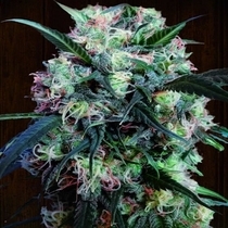 Kali China Feminised (Ace Seeds) Cannabis Seeds