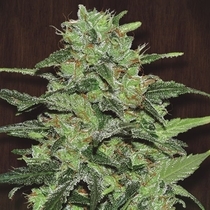 Malawi Feminised (Ace Seeds) Cannabis Seeds