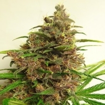 Malawi x PCK Feminised (Ace Seeds) Cannabis Seeds