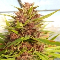 Malawi x PCK Regular (Ace Seeds) Cannabis Seeds