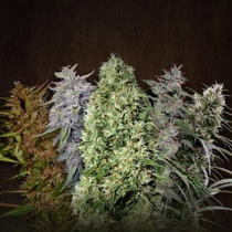 Ace Mix Regular (Ace Seeds) Cannabis Seeds