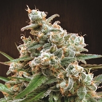 Nepalese Jam Feminised (Ace Seeds) Cannabis Seeds