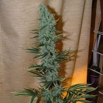Nepal Jam Regular (Ace Seeds) Cannabis Seeds