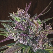 Oldtimers Haze Regular (Ace Seeds) Cannabis Seeds