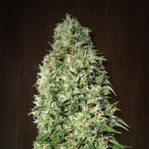 Orient Express Feminised (Ace Seeds) Cannabis Seeds