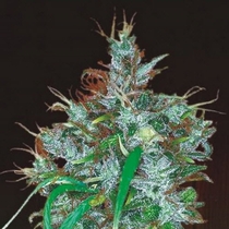 Panama Haze Feminised (Ace Seeds) Cannabis Seeds