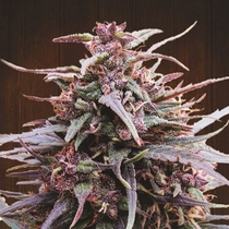 Purple Haze x Malawi Feminised (Ace Seeds) Cannabis Seeds
