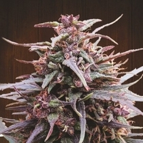 Purple Haze x Malawi Regular (Ace Seeds) Cannabis Seeds