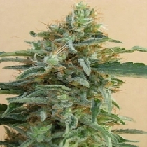 Tikal Regular (Ace Seeds) Cannabis Seeds