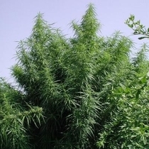 Tropical Mix Feminised (Ace Seeds) Cannabis Seeds