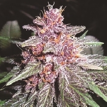 Violeta Feminised (Ace Seeds) Cannabis Seeds