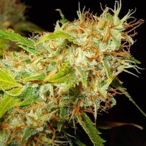 Zamaldelica Feminised (Ace Seeds) Cannabis Seeds