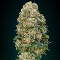 Afghan Skunk (Advanced Seeds) Cannabis Seeds