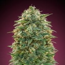 Amnesia (Advanced Seeds) Cannabis Seeds