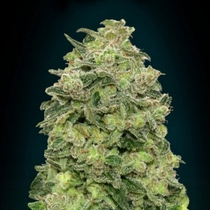 Auto Afghan Skunk (Advanced Seeds) Cannabis Seeds
