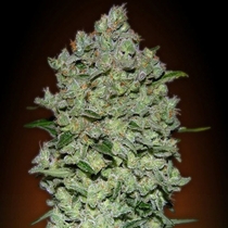 Auto Biodiesel Mass (Advanced Seeds) Cannabis Seeds