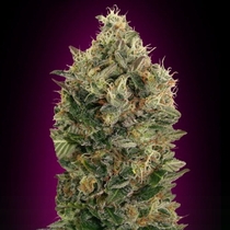 Auto Black Diesel (Advanced Seeds) Cannabis Seeds