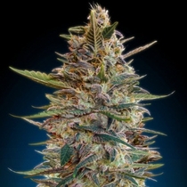 Auto Blue Diesel (Advanced Seeds) Cannabis Seeds