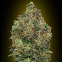 Auto Critical Soma (Advanced Seeds) Cannabis Seeds