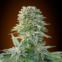 Auto Jack Herer (Advanced Seeds) Cannabis Seeds