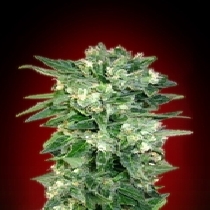 Auto Kaya 47 (Advanced Seeds) Cannabis Seeds
