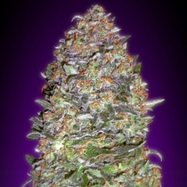 Auto NYC Diesel (Advanced Seeds) Cannabis Seeds