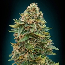 Auto Skunk 47 (Advanced Seeds) Cannabis Seeds