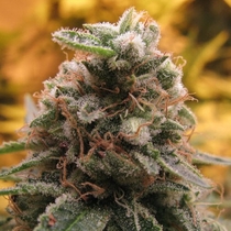 Auto Top 69 (Advanced Seeds) Cannabis Seeds