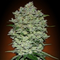 Automatic Collection #1 (Advanced Seeds) Cannabis Seeds