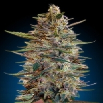 Automatic Collection #2 (Advanced Seeds) Cannabis Seeds