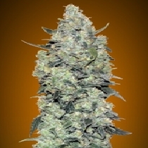 Automatic Collection #3 (Advanced Seeds) Cannabis Seeds