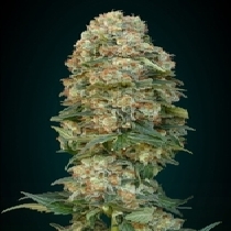 Automatic Collection #4 (Advanced Seeds) Cannabis Seeds